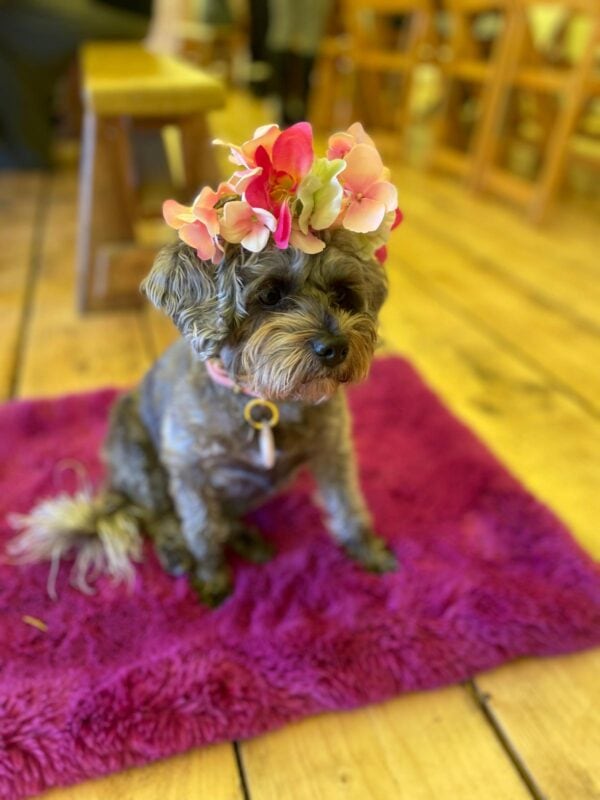 Hen Party Flower Crown Workshop with Little Tin Shed Flowers. Essex Hen Party ideas